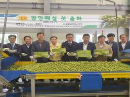 대한민국 최고 명품 광양매실! 본격 출하 기사 이미지